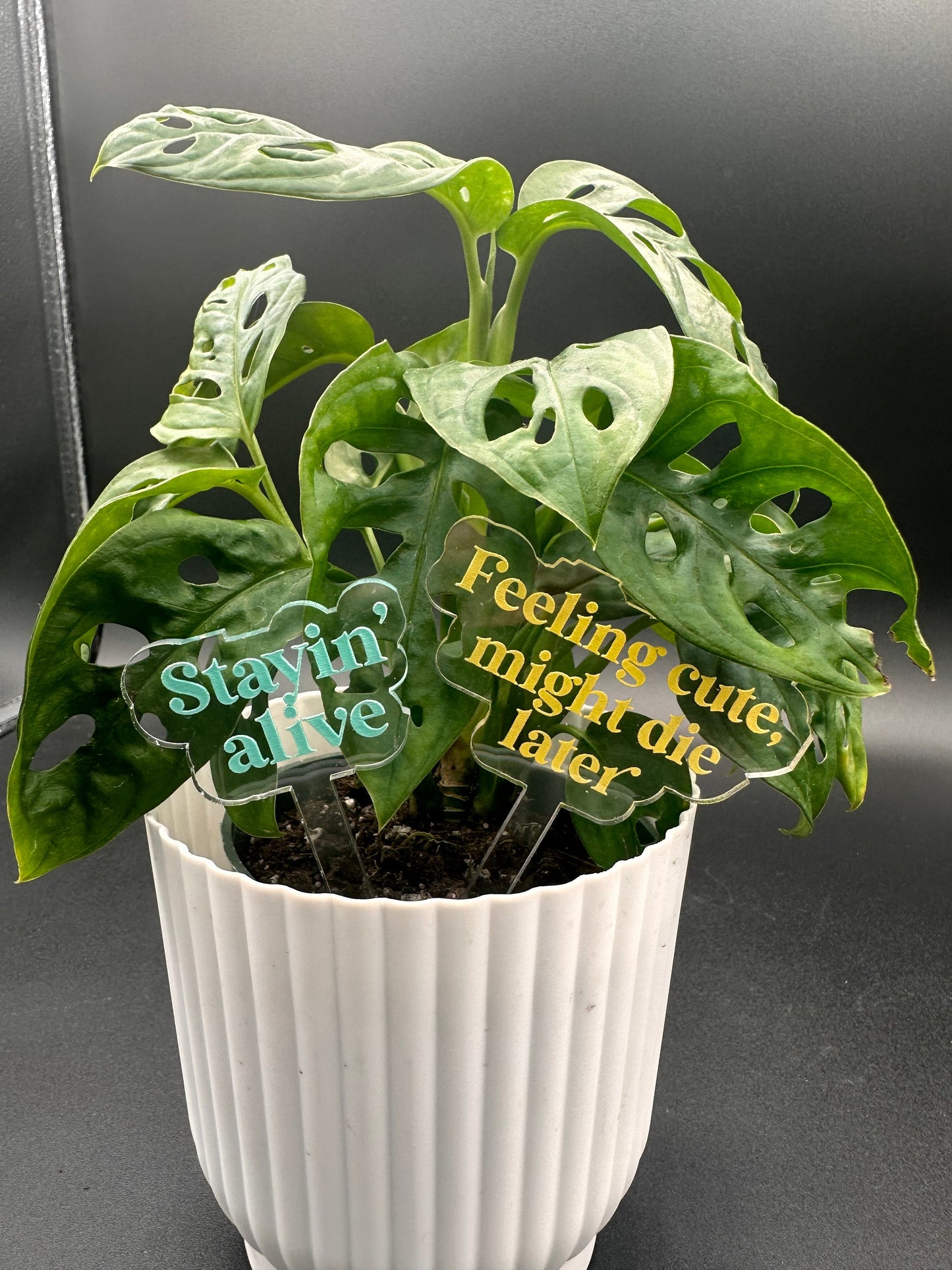 Funny acrylic plant stakes- brightly painted transparent durable acrylic makes a great gift for any plant lover
